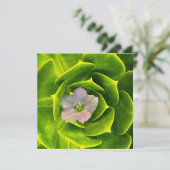 Een Hellebore, een Lenteroos Bedankkaart (Staand voorkant)