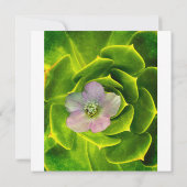 Een Hellebore, een Lenteroos Bedankkaart (Achterkant)