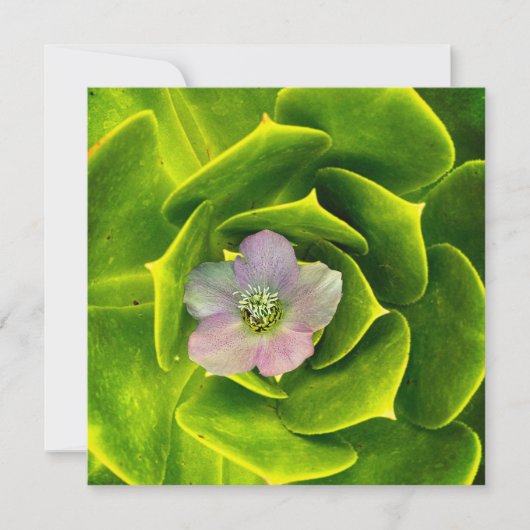 Een Hellebore, een Lenteroos Bedankkaart (Voorkant)