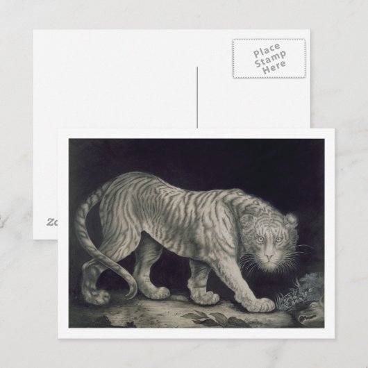 Een het Rondsnuffelen Tijger (potlood op papier) Briefkaart (Voorkant / Achterkant)