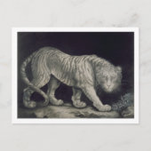 Een het Rondsnuffelen Tijger (potlood op papier) Briefkaart (Voorkant)