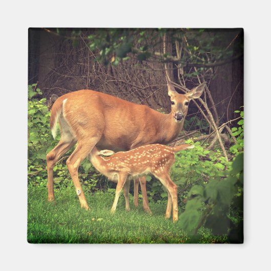 Een hinde en haar fawn magneet (Voorkant)