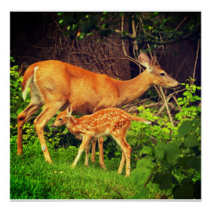Een hinde en haar fawn perfect poster