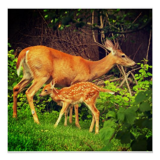 Een hinde en haar fawn perfect poster (Voorkant)