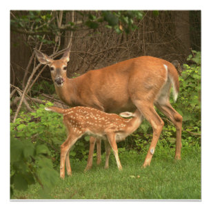 Een hinde en haar fawn perfect poster