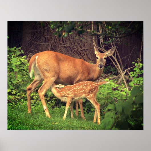 Een hinde en haar fawn poster (Voorkant)
