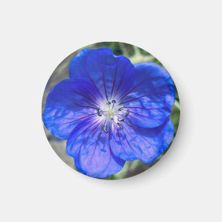 Een hint van een "Blue Floral" magneet