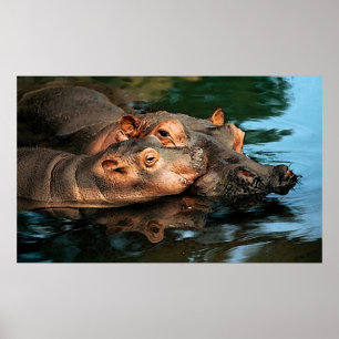 Een Hippopotamus-portret voor moederzorg Poster