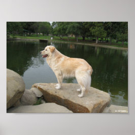 Een hond bij een vijver poster