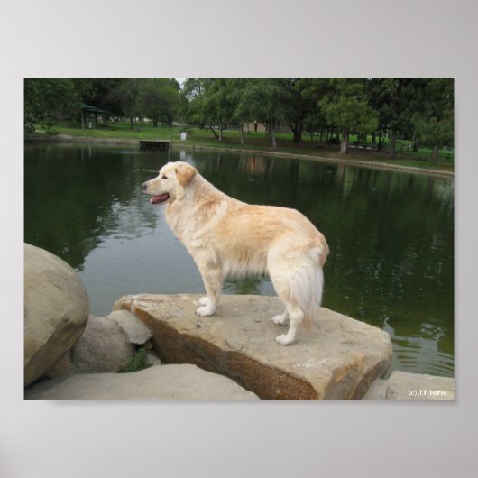 Een hond bij een vijver poster (Voorkant)