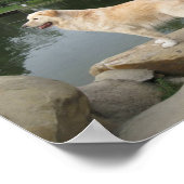 Een hond bij een vijver poster (Hoek)