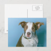 Een hond briefkaart (Voorkant / Achterkant)