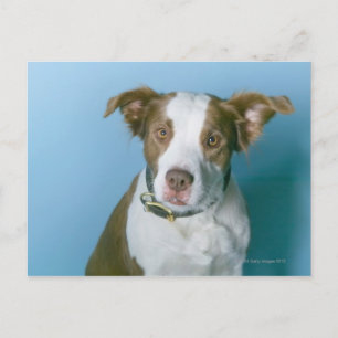 Een hond briefkaart