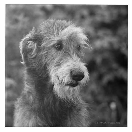 Een hond buiten. tegeltje (Voorkant)