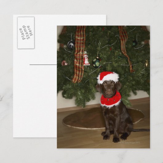 Een hond die bij een kerstboom zit feestdagenkaart (Voorkant / Achterkant)