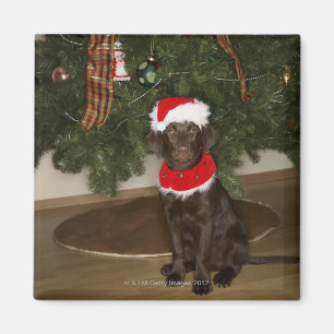Een hond die bij een kerstboom zit magneet