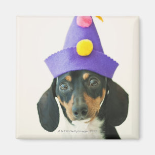 Een hond die een grappig pet draagt magneet