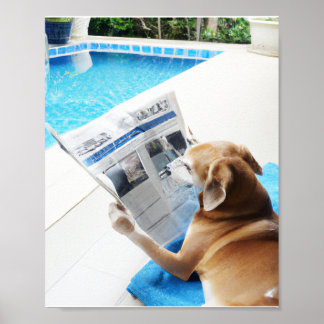 Een hond die een krant leest door het zwembad poster