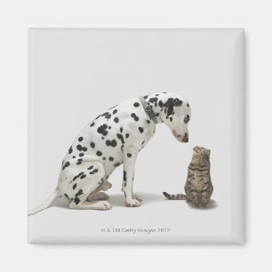 Een hond die naar een kat kijkt magneet