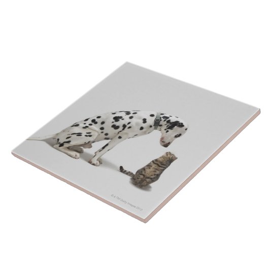Een hond die naar een kat kijkt tegeltje (Zijkant)