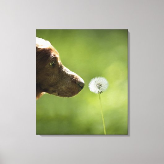 Een hond en een dandelion. canvas afdruk (Voorkant)