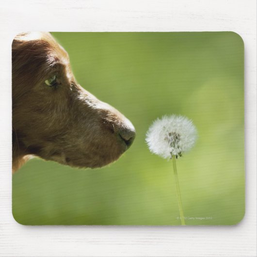 Een hond en een dandelion. muismat (Voorkant)