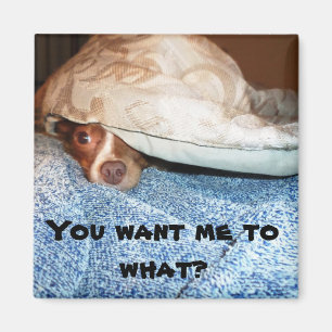 Een hond genaamd Mia Magneet