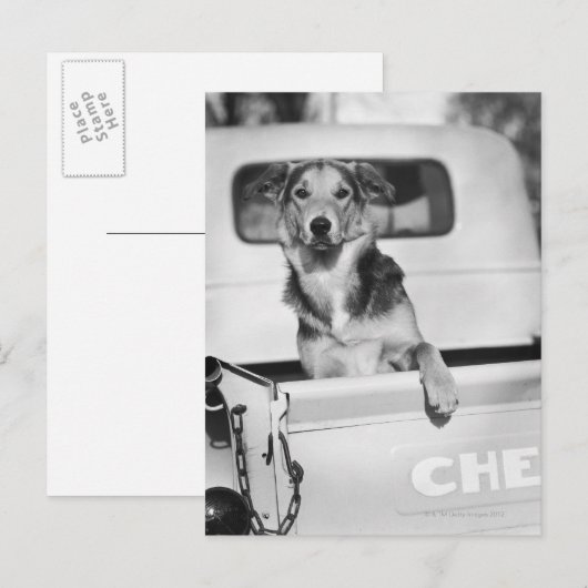 Een hond in een auto briefkaart (Voorkant / Achterkant)