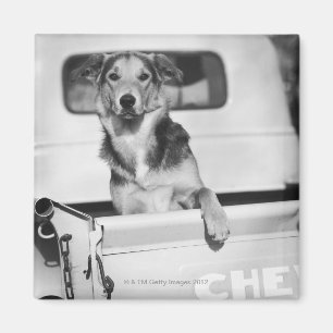Een hond in een auto. magneet