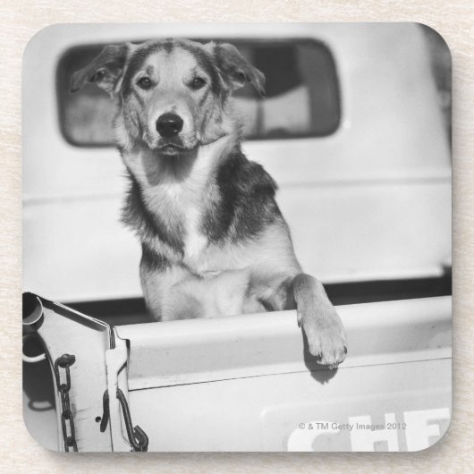 Een hond in een auto. onderzetter (Voorkant)