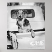 Een hond in een auto. poster (Voorkant)
