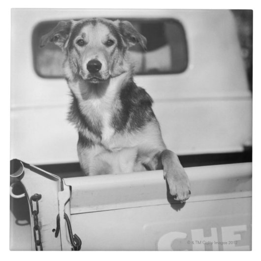 Een hond in een auto. tegeltje (Voorkant)