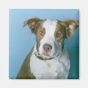 Een hond magneet