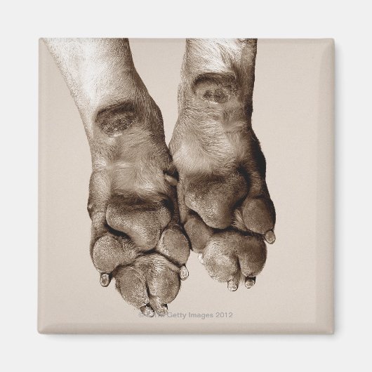 Een hond magneet (Voorkant)