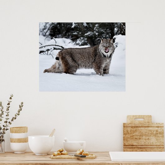 Een Hongaars Canadees Lynx in de sneeuw Poster (Keuken)