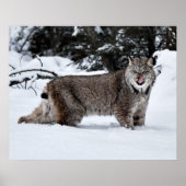 Een Hongaars Canadees Lynx in de sneeuw Poster (Voorkant)
