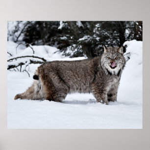 Een Hongaarse Canadese Lynx in de sneeuw Poster