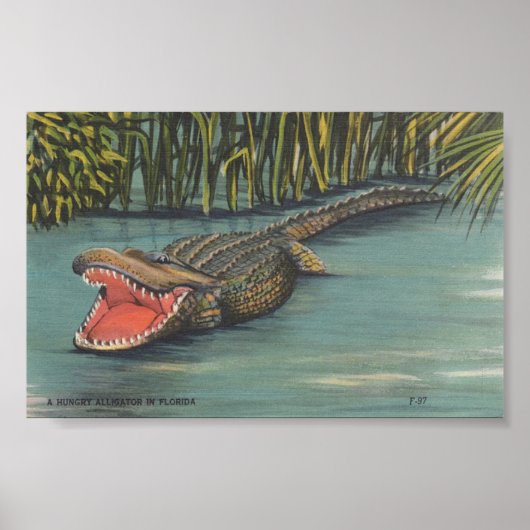 Een hongerige Alligator in Florida Poster (Voorkant)