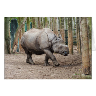 Een hoornrhino