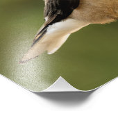 Een Hopeful Clark's Nutkraker Foto Afdruk (Hoek)