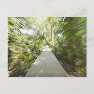 Een houten pad door het regenwoud in krullend briefkaart