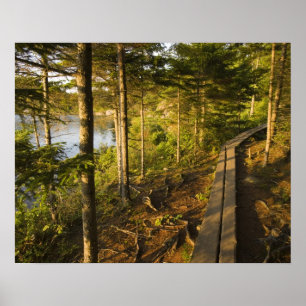 Een houten wandelweg in Acadia National Park Maine Poster