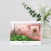 Een houtskool, een houtstok en een briefkaart met (Staand voorkant)