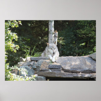 Een houtwolf bij Rest. Poster