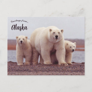 Een ijsbeer-moeder met haar welpen in Alaska Briefkaart