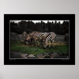 Een ijver van Zebras Poster