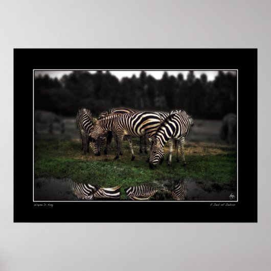 Een ijver van Zebras Poster (Voorkant)