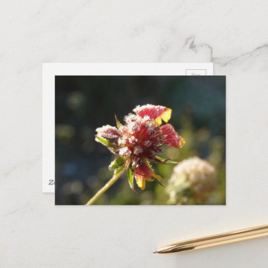 Een ijzige bloem briefkaart (Voorkant / Achterkant in situ)