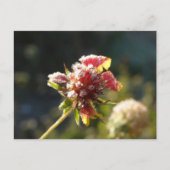 Een ijzige bloem briefkaart (Voorkant)