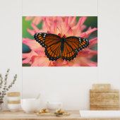 Een imitator van de monarchvlinder poster (Keuken)